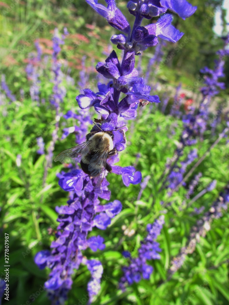 Fototapeta premium bee on flower