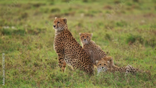 Cheetah with cubs