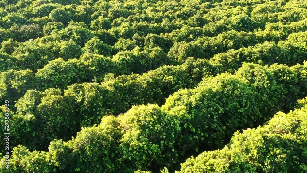 Flying over orange green orchard
