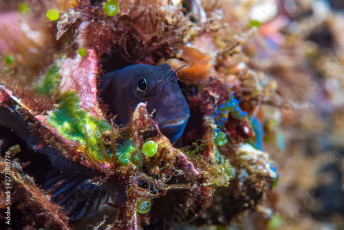 A beautiful coral goby in bright vibrant colors photo