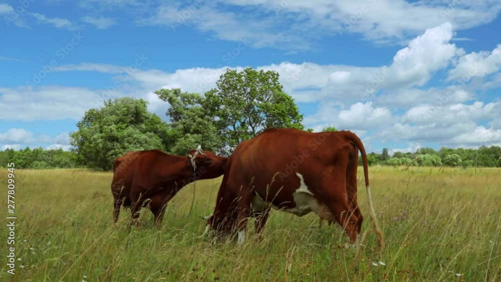 Young Caws eating grass in the field among wild nature. Young Caws eating grass in the field among wild nature.