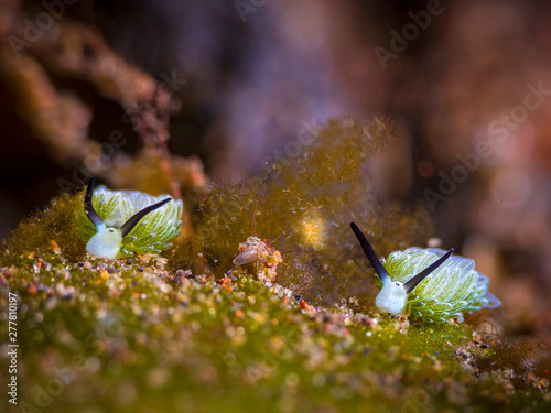 shaun the sheep nudibranch on eating pair