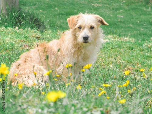 Creole dog taking a sunbath