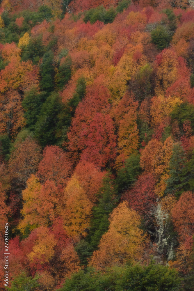 Otoño Chile Araucanía Andina Otoño Chile Araucanía Andina