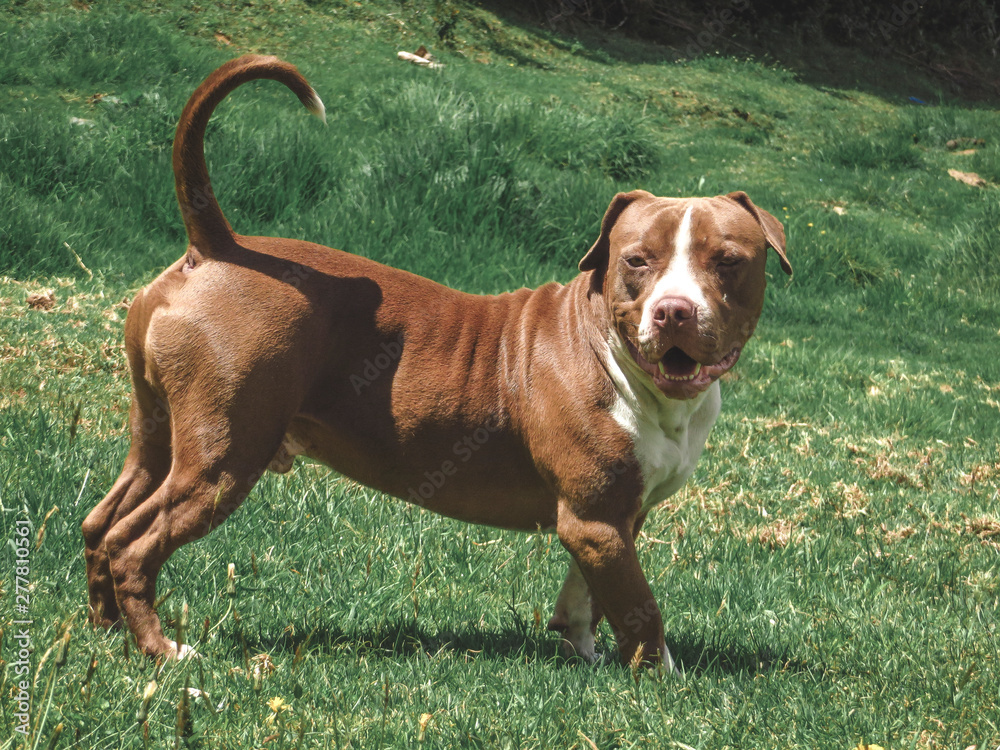 Pitbull posing in front of the camera Pitbull posing in front of the camera
