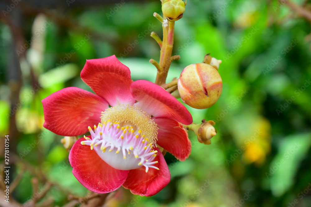 Sal flowers Is a bright red flower With natural color Sal flowers Is a bright red flower With natural color