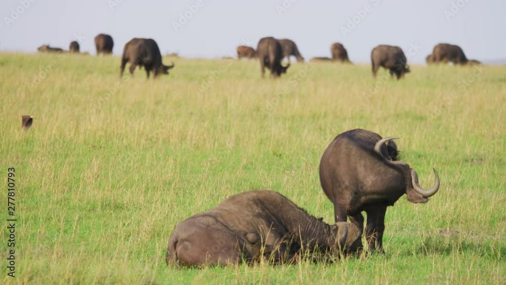 Herd of Cape buffalo in Maasai Mara Herd of Cape buffalo in Maasai Mara