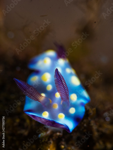 A beautiful colourful nudibranch with clean background macro photo