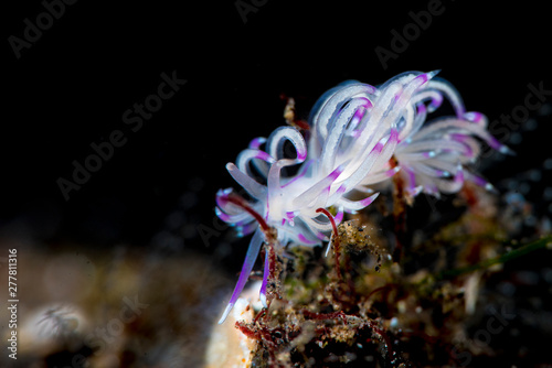 A vibrant colourful nudibranch with black background © Timothy