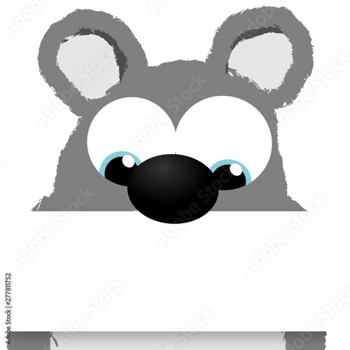 Koala Bär