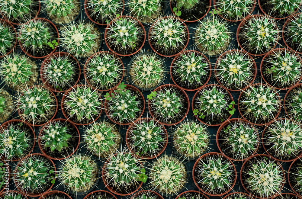 Group of green cactus in pot planting,Top view,Background and texture Group of green cactus in pot planting,Top view,Background and texture