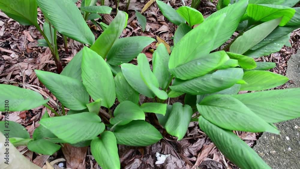 The herb tree on top view.