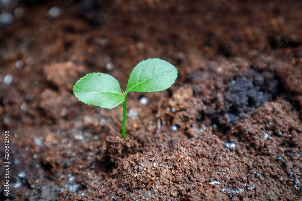 Vitality of seedlings Vitality of seedlings