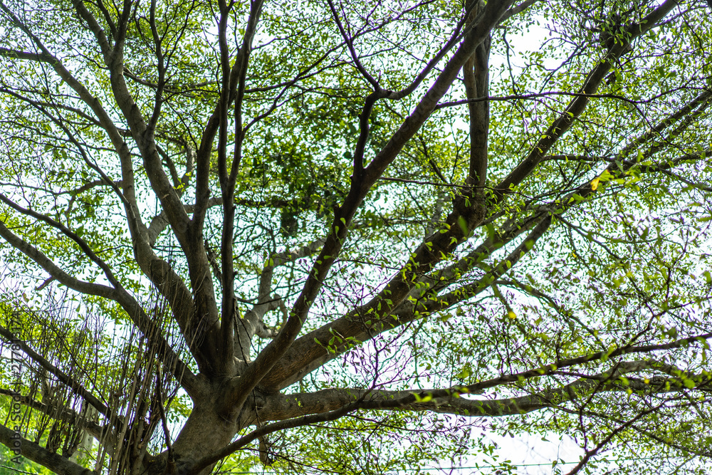 Fototapeta premium blur big tree branch and leaf for nature green background.