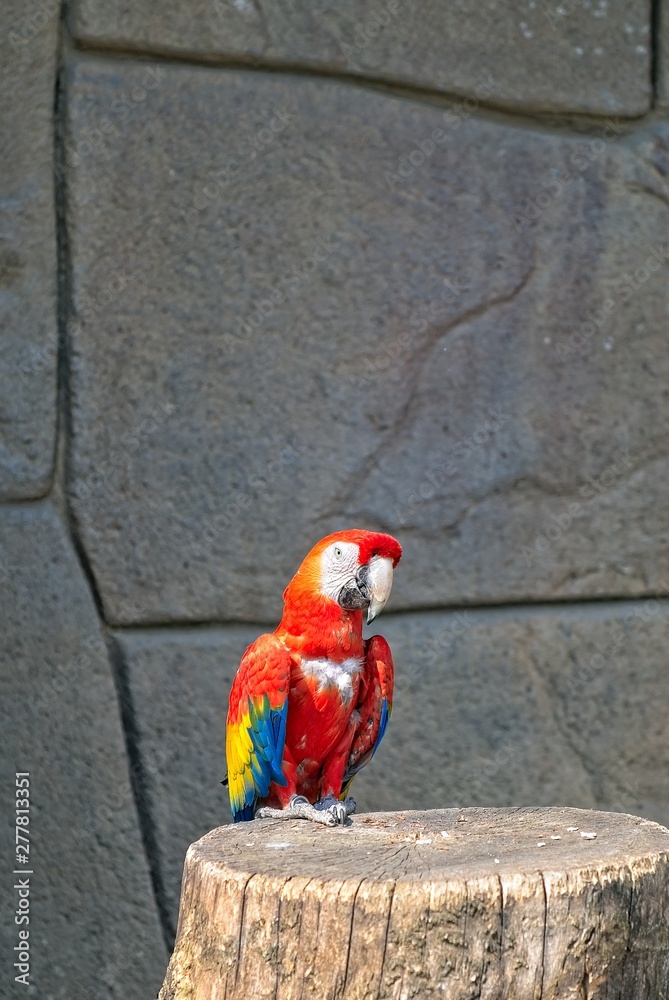 Naklejka premium Pappagallo colorato. Ara Macao