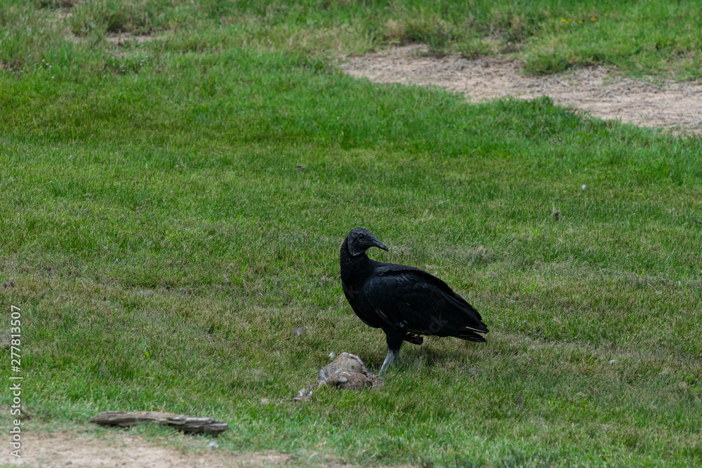 Fototapeta premium Black Vulture standing over remains of dead animal