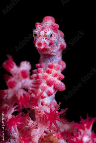 A pygmy seahorse with black background close up with high details