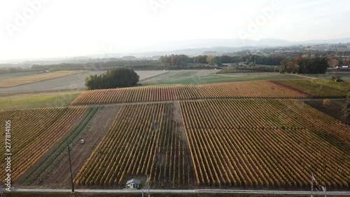  View of drone flying over rural grapes  in Switzerland.