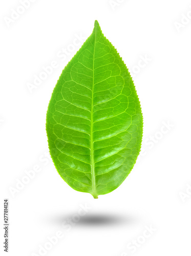 Fresh tea leaves on a white background