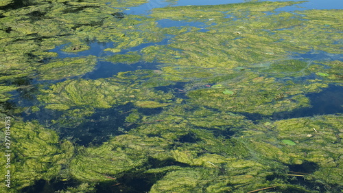 forest lake overgrown with algae and mud