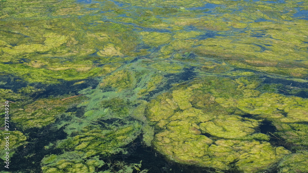 forest lake overgrown with algae and mud