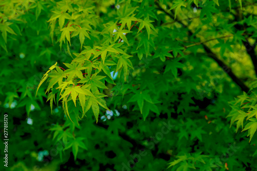 Green japanese maple leaves background