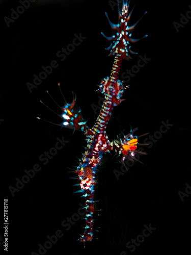 A beautiful ornate ghost pipe fish with black background