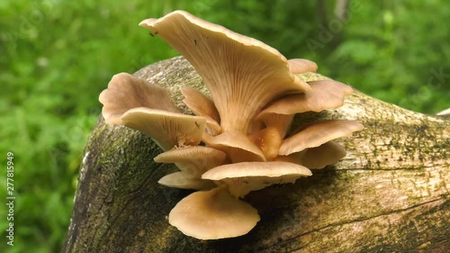 Pearl oyster mushroom on the tree. photo