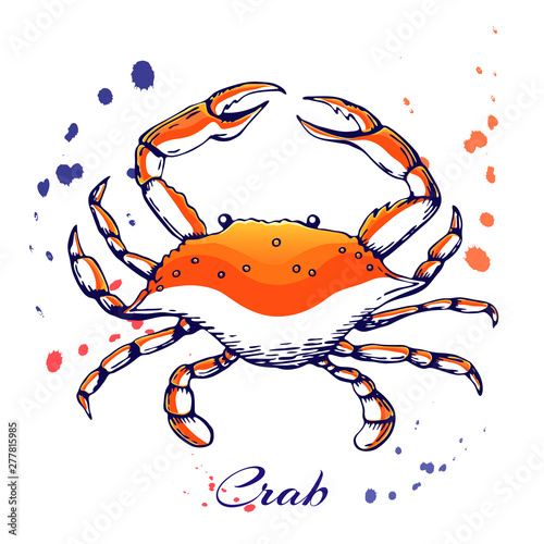 ink hand drawn crab concept for decoration or design. Ink spattered crab illustration. vector red boiled crab drawn in ink. seafood concept with color splashes on white with place for text