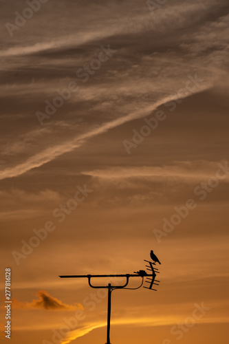 夕空の下アンテナの上に佇む一羽の鳥のシルエット