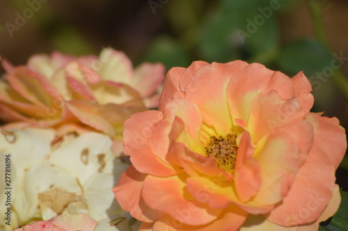 Thomasville rose garden 0343