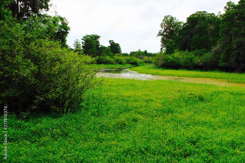 Florida greenery and river view