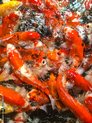 Beautiful crayfish in a pond.