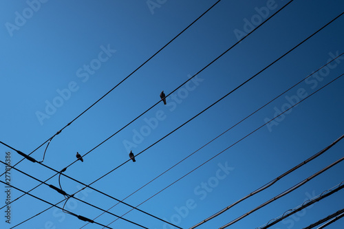町の電線と鳩と青空