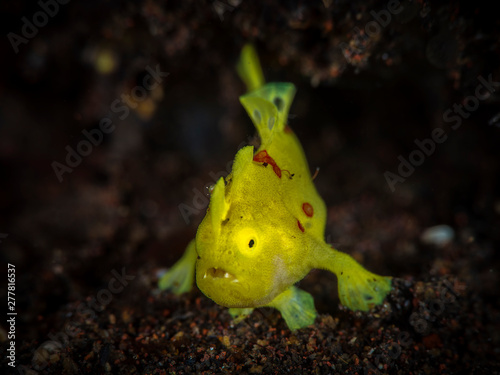 Fototapeta Naklejka Na Ścianę i Meble -  A beautiful macro shot of a yellow frog fish with black background