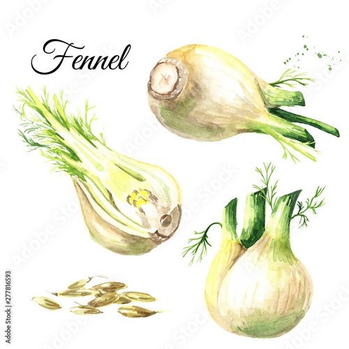 Fresh fennel bulbs with leaves and seeds set. Watercolor hand drawn illustration isolated on white background