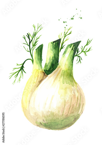 Fresh fennel bulb with leaves. Watercolor hand drawn illustration isolated on white background