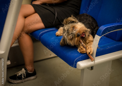 A Yorkie dog chews a treat on a train sesat photo