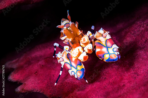 A beautiful harlequin shrimp with black background