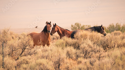 Three wild horses in the vast Utah desert in the western United States photo