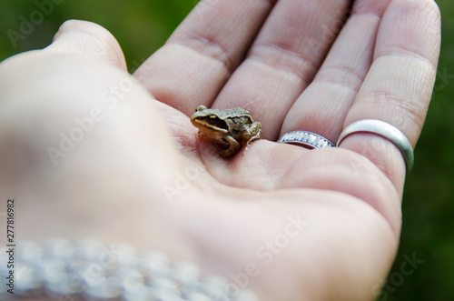 Little frog on the palm