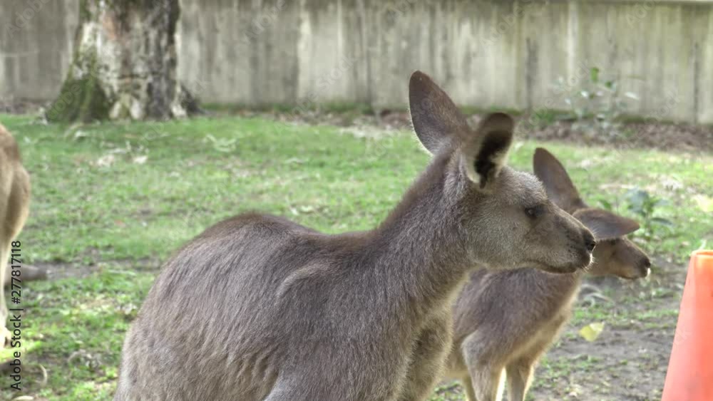 Australian Kangaroo in captivity. Scratching body and moving ears Australian Kangaroo in captivity. Scratching body and moving ears