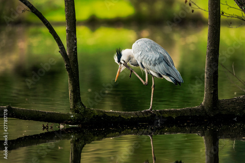 Foto Grey heron stands on a fallen tree branch, scratching its face