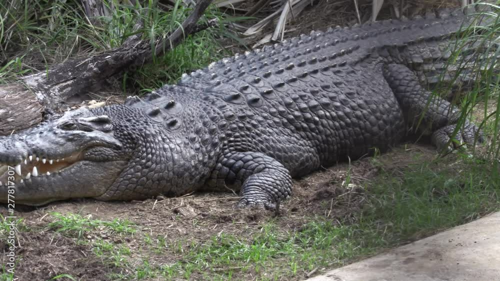 Large salt water crocodile in captivity. Dolly shot right to left Large salt water crocodile in captivity. Dolly shot right to left