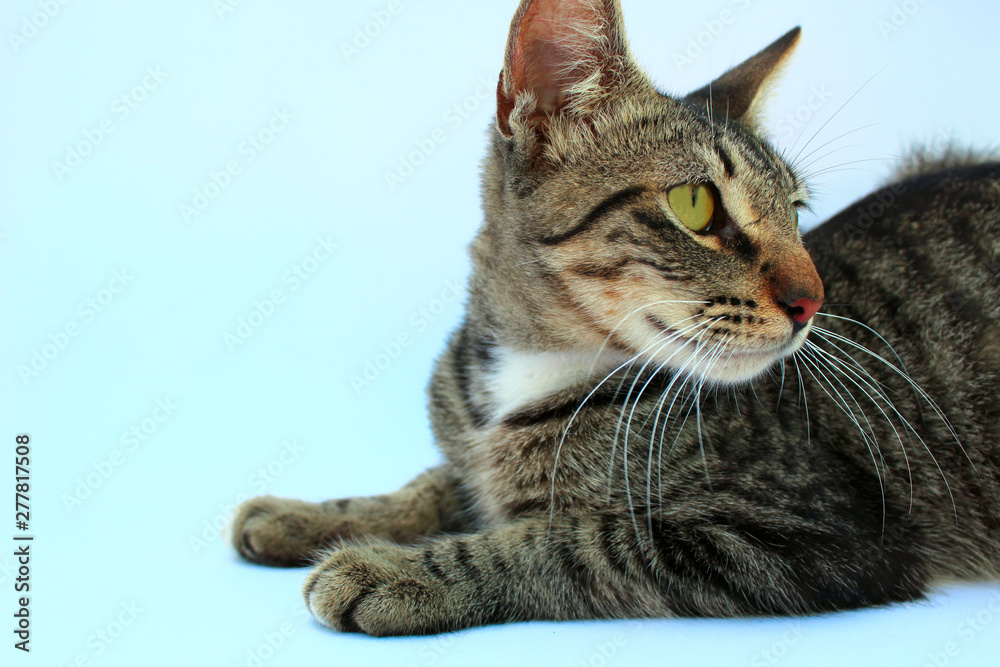 Obraz premium cat looking on the sides