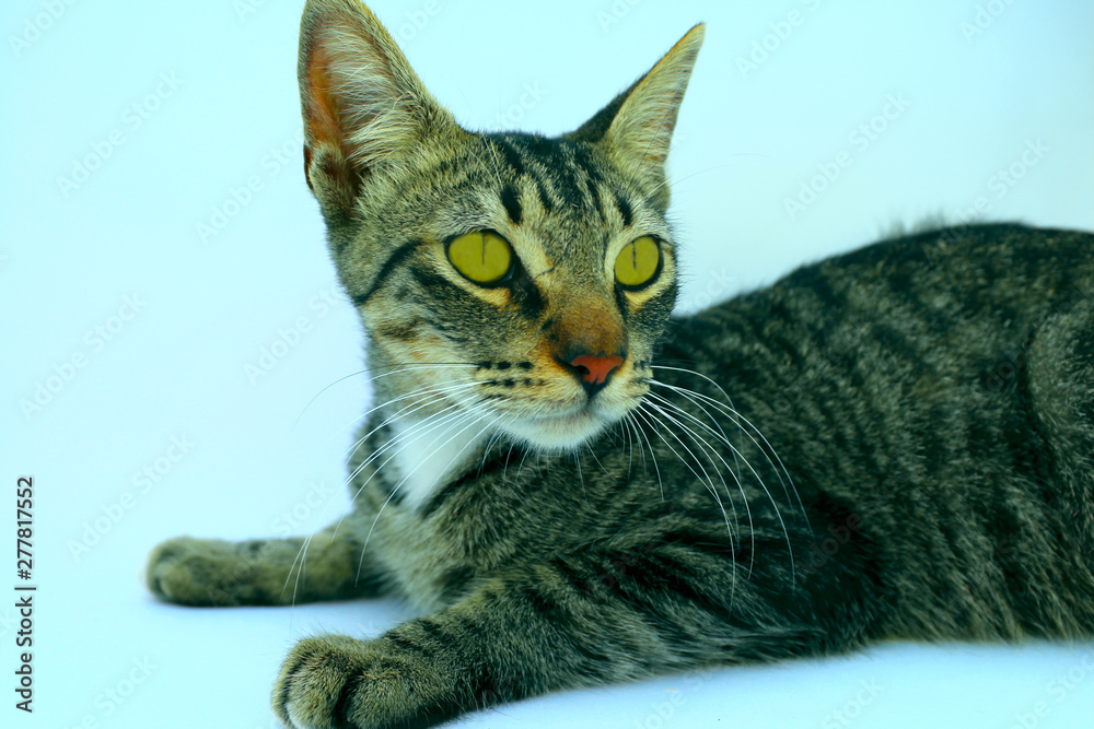 Naklejka premium cat looking on the sides
