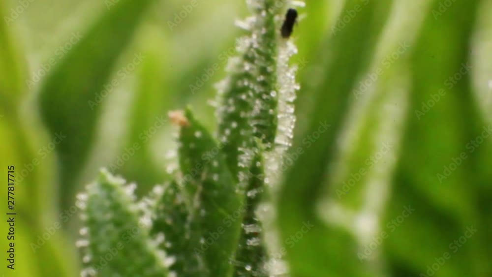 Extreme macro close up of green hemp plants with stalk, steam, leaves and flowers in soft summer breeze. Sativa growing on sunshine, forming big buds flowering. Extreme macro close up of green hemp plants with stalk, steam, leaves and flowers in soft summer breeze. Sativa growing on sunshine, forming big buds flowering.