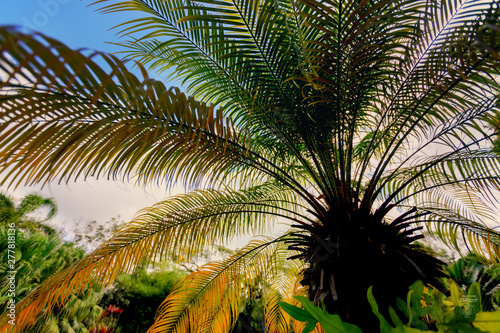 looking upward at sky through palm leaves