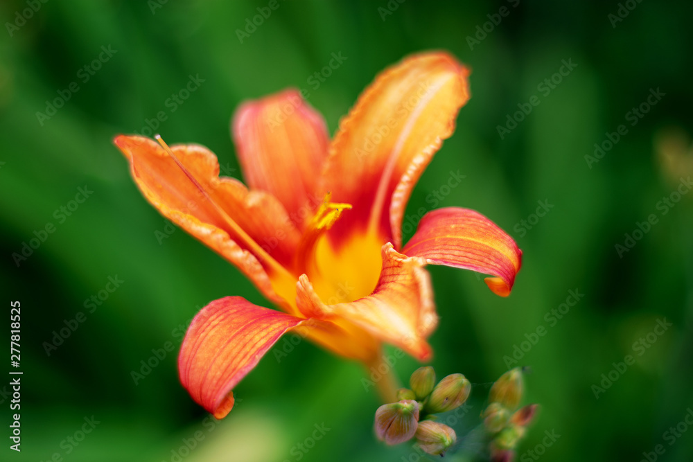 Bright orange lily flowers in a sunny garden Bright orange lily flowers in a sunny garden