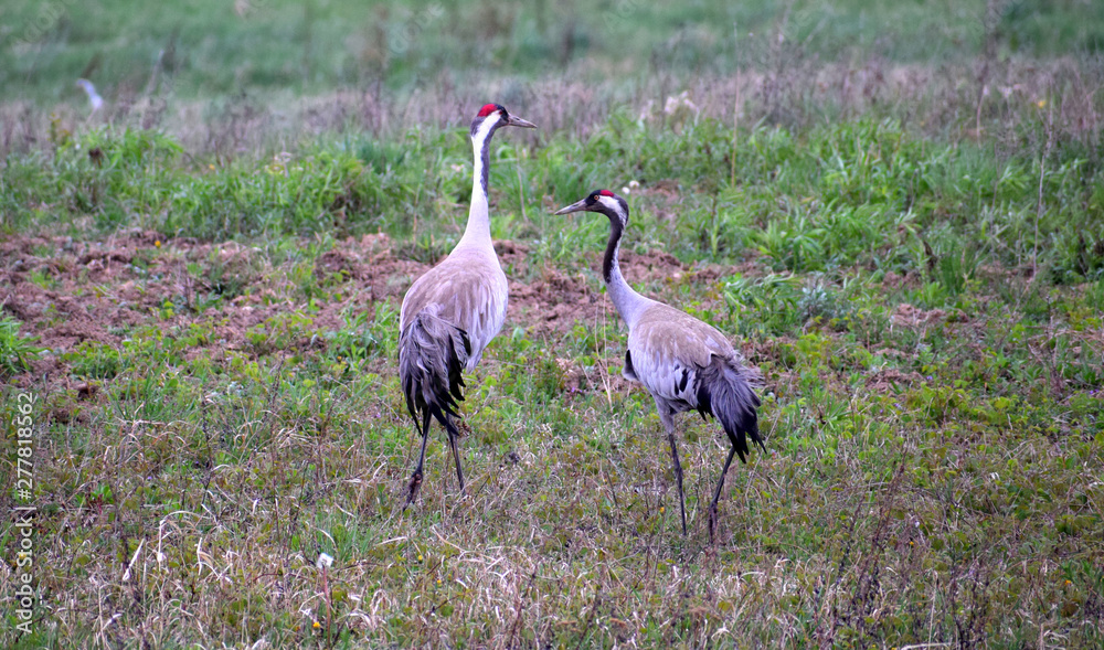 Fototapeta premium Crane pair walking